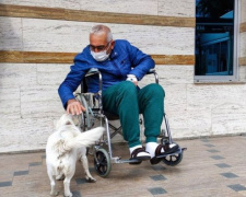 Возвращение Хатико: в Турции собака 6 дней ждала под больницей своего хозяина