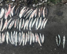 В Мариупольском районе за несколько дней рыбные браконьеры нанесли ущерб на 384 тысячи гривен