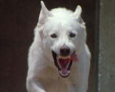 Белая собака в День города напала на четвертую жертву в Мариуполе