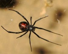 Будьте осторожны! Три ядовитых паука, которые поджидают мариупольцев вне дома