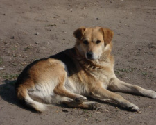 Поучились бы у собаки: в  Мариуполе пешеходов «застукали» на нарушениях ПДД