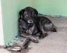 «Стріляйте, а ми заберемо трупи» - у Маріуполі окупанти пропонують мешканцям вбивати собак