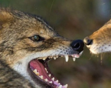 Под Мариуполем  шакалы, лисы и волки размножились в огромном количестве