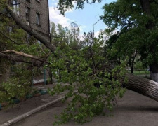 В Мариуполе штормовой ветер валит деревья (ФОТО)