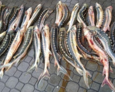 Рыбохрана сообщила подробности о выявлении осетра российского в ящиках под Мариуполем (ФОТО)