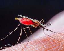 В Мариуполе выявили случай тропической малярии