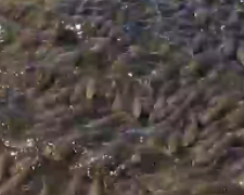 В море под Мариуполем небольшие рыбы начали собираться в косяки (ВИДЕО)