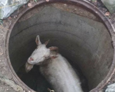 В Мариуполе коза упала в колодец