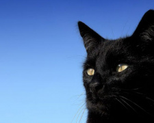 В Мариуполе кошка «застряла» на крыше пятиэтажки