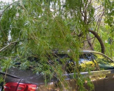 ДТП и падение дерева: в Мариуполе пострадали 5 автомобилей (ФОТО)