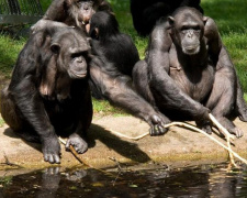 Шимпанзе сделали из сломанной ветки «лестницу», чтобы сбежать из зоопарка (ВИДЕО)