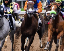 Развитие конной индустрии: под Мариуполем хотят открыть ипподром и устраивать скачки