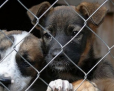 От чего в мариупольском центре для животных гибнут щенки?