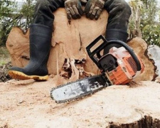 Работники лесхоза ради наживы уничтожили деревьев на полмиллиона гривен