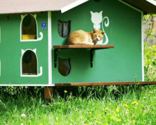 В Мариуполе для дворовых котов установят домики