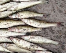 В реке Мариуполя браконьер наловил сеткой рыбы на 17 тысяч гривен (ФОТО)