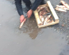 Мариуполец торгует рыбой, тщательно «искупав» её в луже (ФОТОФАКТ)
