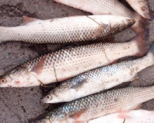 Браконьеры в Приазовье наловили рыбы на 122 тысячи гривен. Что им за это будет? (ФОТО)