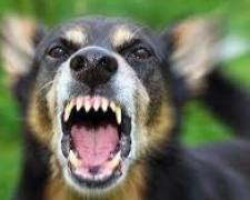 В Мариуполе у собаки обнаружили вирус бешенства (ВИДЕО)