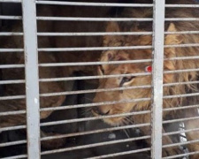 Лев-переселенец из зоопарка на Донетчине погиб от истощения