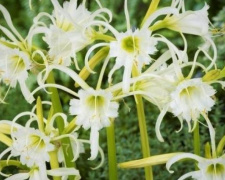 «Королева распустилась»: у марупольчанки расцвел редкий цветок из тропиков