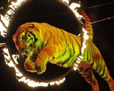 В цирках Украины исчезнут выступления с дикими животными?