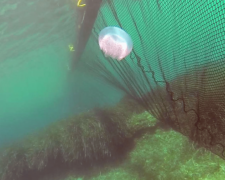 «Бой» медузам: в Приазовье придумали, как защититься от морских животных