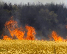 Под Мариуполем выгорело 4 га пшеницы