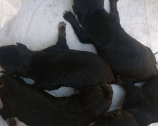 В Мариуполе в мусорный бак выбросили шестерых новорожденных щенят (ФОТО+ВИДЕО)