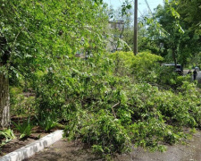 В Мариуполе сильный ветер ломает деревья. Ветви падают на дома и тротуары (ФОТОФАКТ)