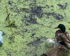 В Мариуполе набережная «тонет» в мусоре (ФОТО)