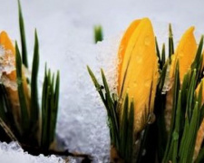 Мартовский снег засыпал первоцветы в мариупольском парке