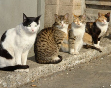 Мариупольская власть еще раз рассмотрит вопрос признания котов частью экосистемы города