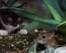 Саморобна вудка та службовий кіт – військові показали, як борються з мишами в окопах
