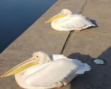 Большие пеликаны прилетели на мариупольскую набережную