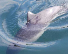 На мариупольском пляже резвился дельфин