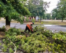 В Мариуполе ветер повредил шесть деревьев