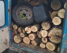 В Донецкой области пограничники прекратили незаконную вырубку лесопосадки (ФОТО)