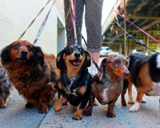 В Мариуполе в очередной раз обворовали эко-урны для собак? (ФОТО)