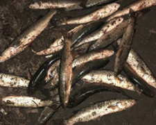 В Мариуполе «охотники» за пиленгасом порыбачили почти на сотню тысяч гривен