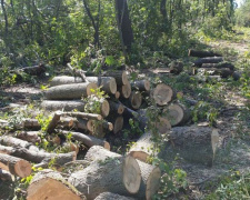 В Донецкой области незаконно срубили деревьев на 1,8 млн грн (ФОТО)