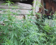 У жителя Донетчины  обнаружили почти 500 наркосодержащих растений