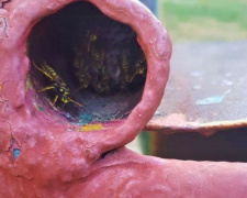В Мариуполе осы испугали детей