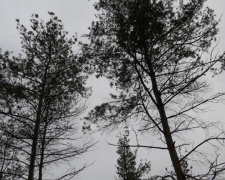 Спасаемый в Мариуполе сосновый мини-бор планируют омолодить (ФОТО)