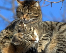 Мартовских котов в Мариуполе стерилизуют