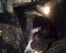 На Донетчине в колодце застряла корова (ФОТО)