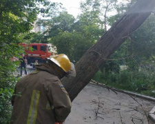 В Мариуполе аварийное дерево нависло над тротуаром: прибыли спасатели (ФОТО)