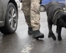 Собаки обнаружили на КПВВ на Донбассе свыше двух тысяч боеприпасов (ФОТО+ВИДЕО)