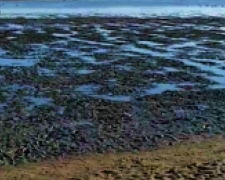 В Мариуполе море обнажило дно и убило медуз