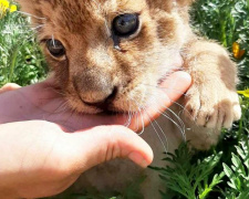 В мариупольском зоопарке у новорожденного львенка отказали почки